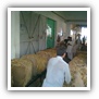 LEAF TOBACCO SHREDDED TOBACCO raw tobacco leaf dark air cured tobacco rustica tobacco FLUE CURED TOBACCO